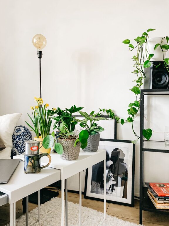 Guía para elegir plantas de interior según la luz